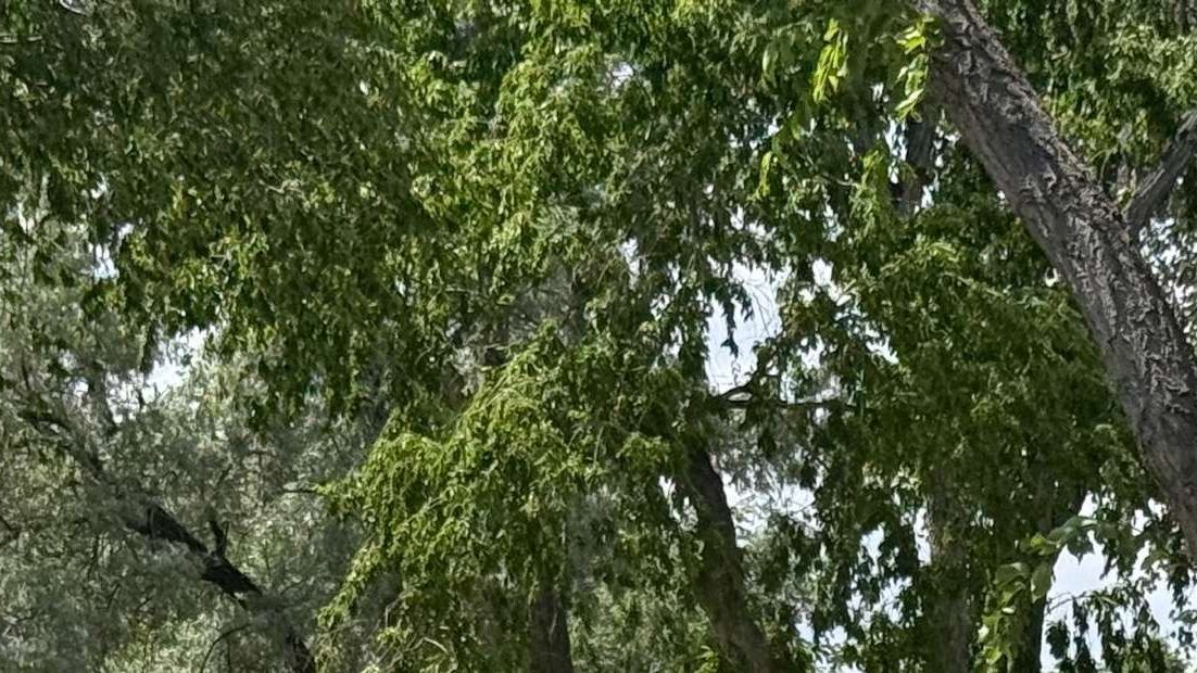 Aerial of the park and surrounding neighborhood